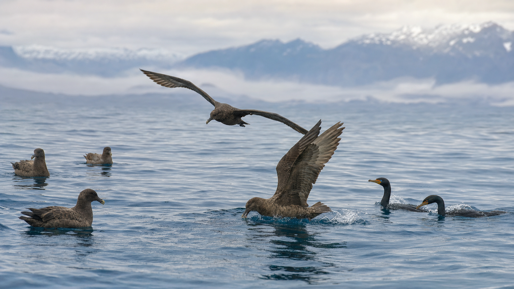 Petreles y cormoranes alimentándose en aguas patagónicas