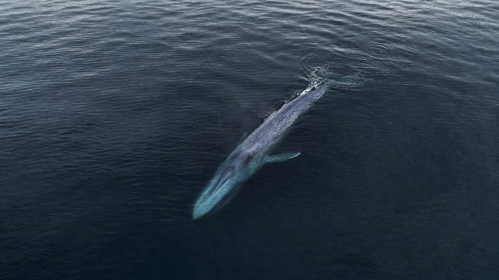 Ballena azul vista desde el aire bajo la superficie del mar