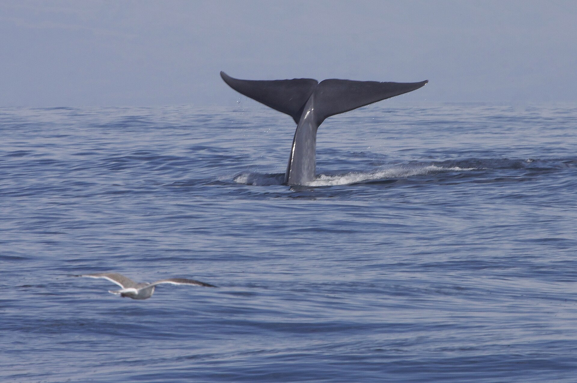 Aleta caudal de una ballena azul al sumergirse