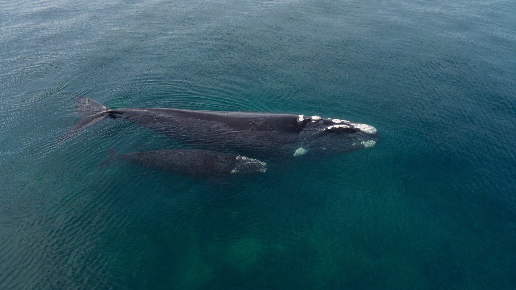 Ballena franca austral adulta y su cría vistas desde el aire