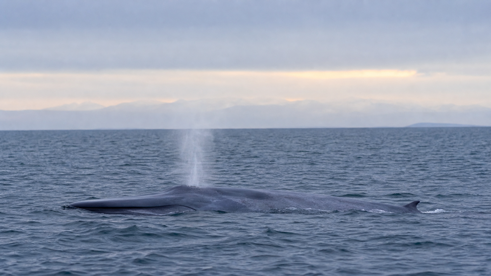 Ballena azul respirando en la superficie del mar patagónico