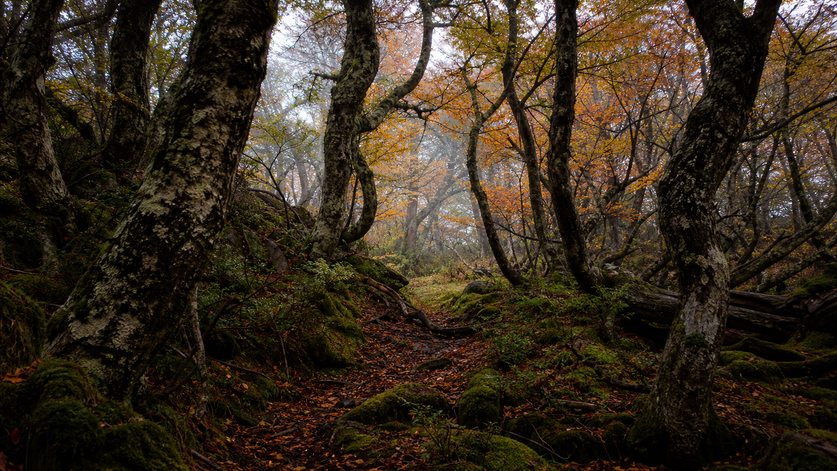 Interior de un bosque maduro de lenga en Tierra del Fuego