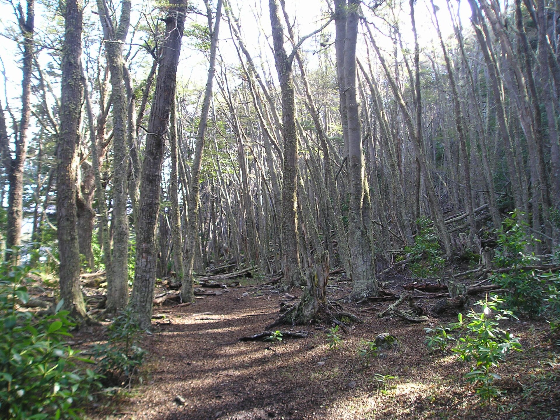 Sendero bajo un bosque de lenga en Tierra del Fuego