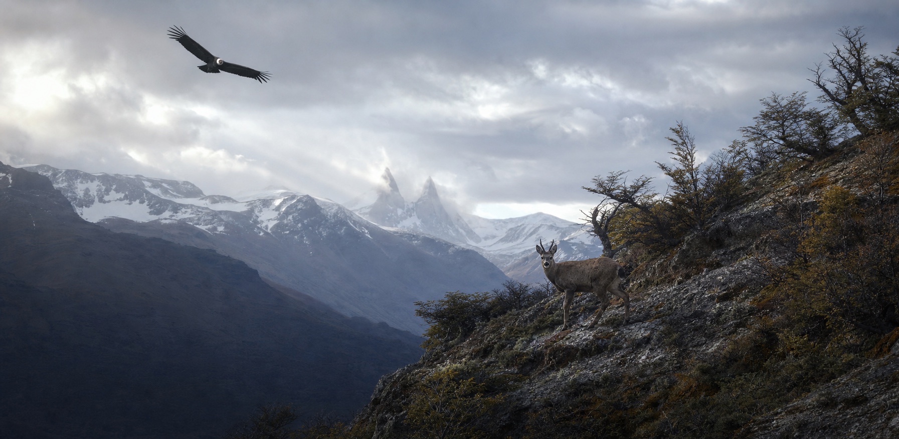 Un huemul en una ladera patagónica mientras un cóndor andino planea sobre la cordillera