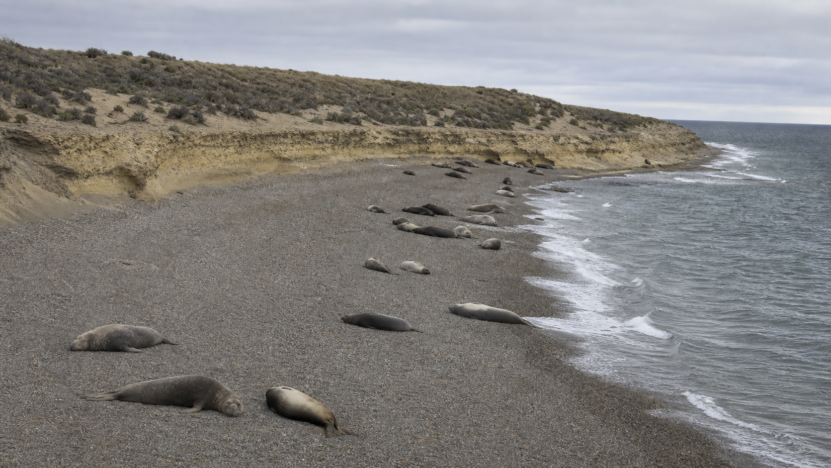 Colonia distante de elefantes marinos australes en una playa patagónica