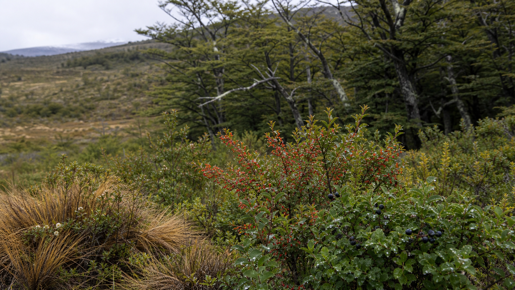 Transición entre bosque, matorral y estepa con flora patagónica