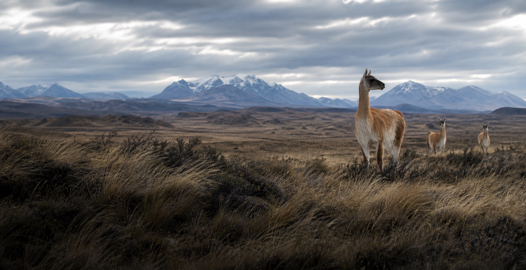 Grupo de guanacos en una estepa patagónica abierta al viento