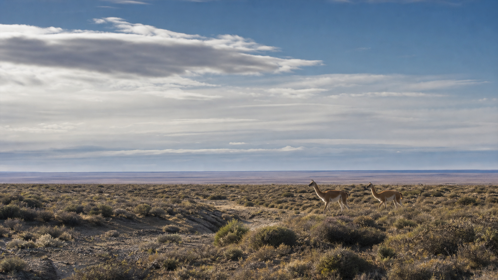 Dos guanacos atravesando una extensa estepa patagónica