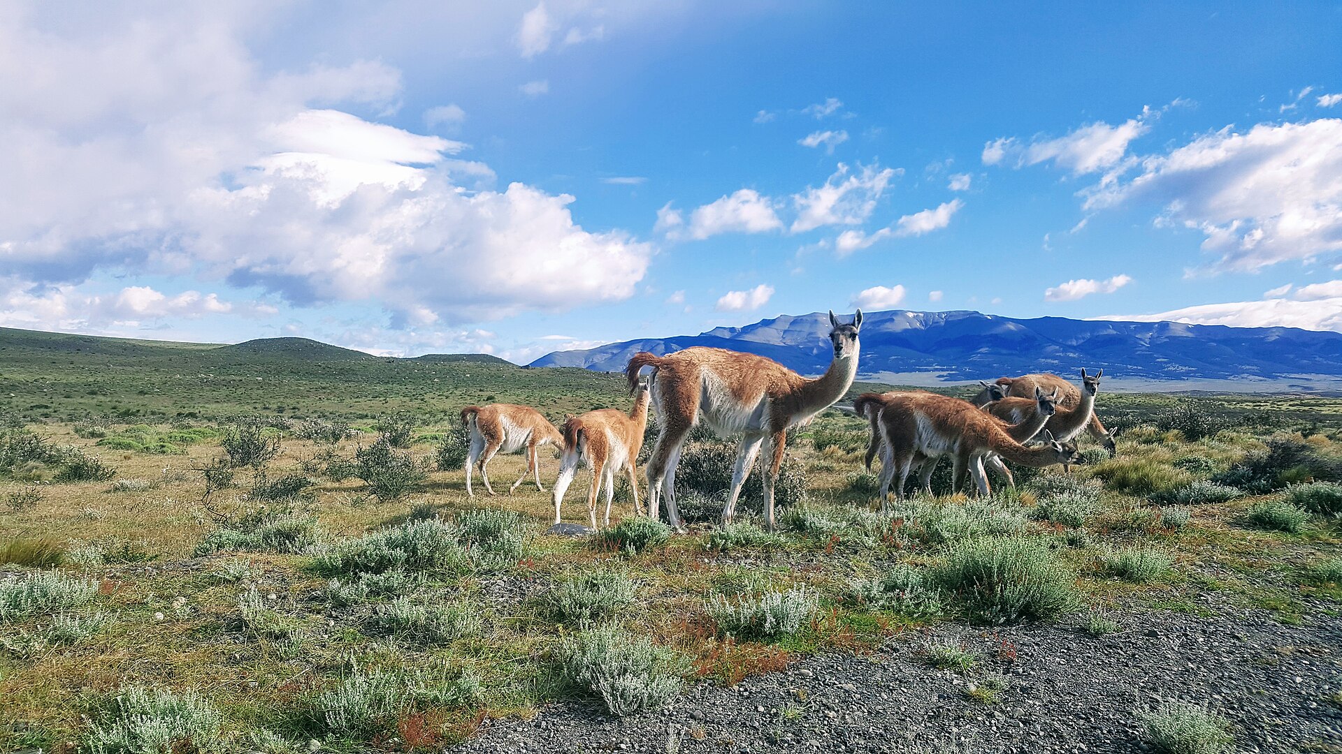Grupo de guanacos en la estepa patagónica