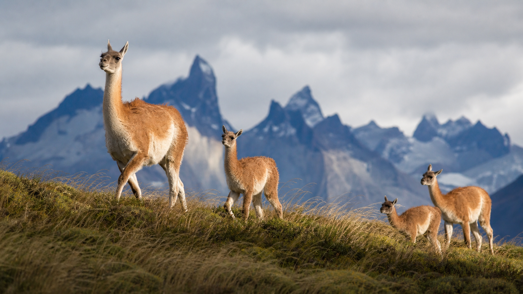 Tropilla de guanacos avanzando por una ladera de Torres del Paine