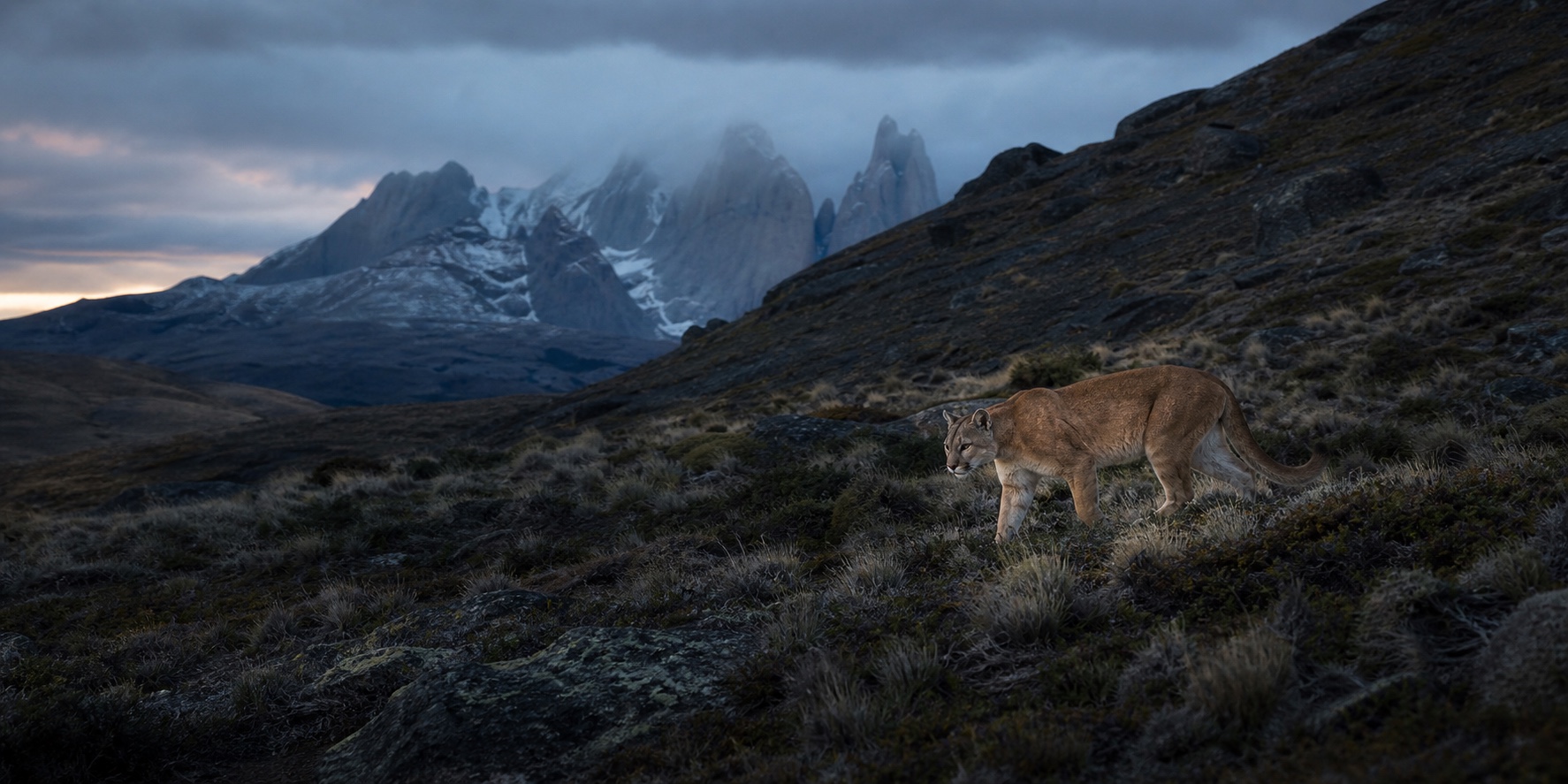 Puma caminando por una ladera rocosa de la Patagonia