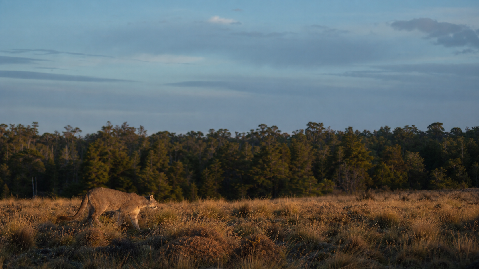 Puma patagónico caminando entre coirones al amanecer