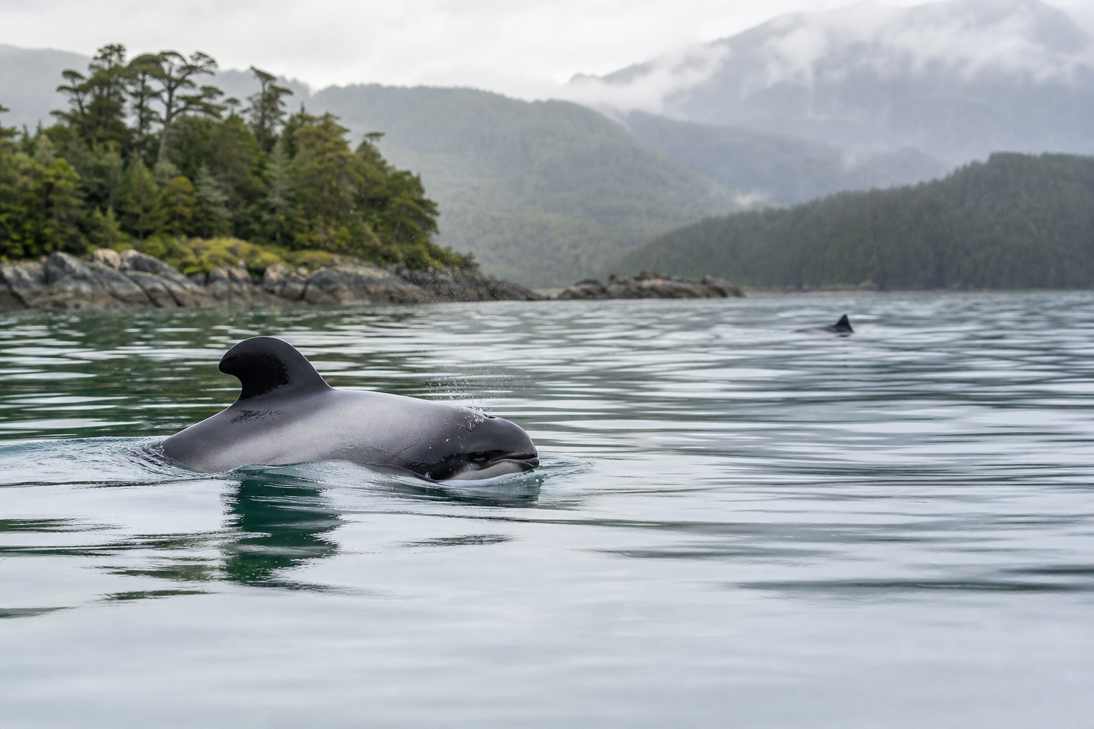 Tonina negra nadando en un canal patagónico