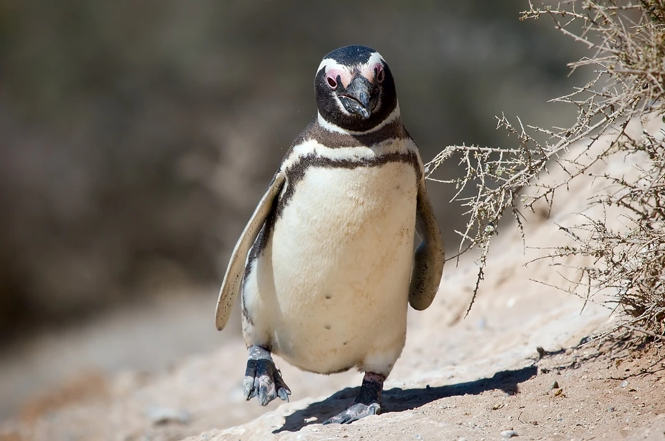 Ein erwachsener Magellanpinguin auf der Halbinsel Valdés