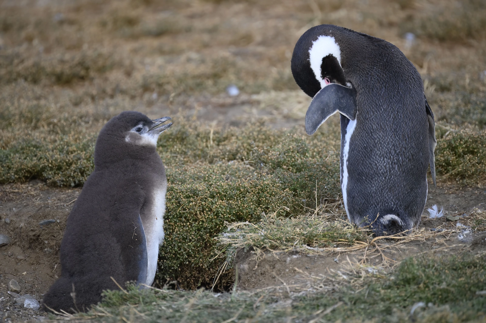 Pingüinos de Magallanes adulto y juvenil en isla Magdalena