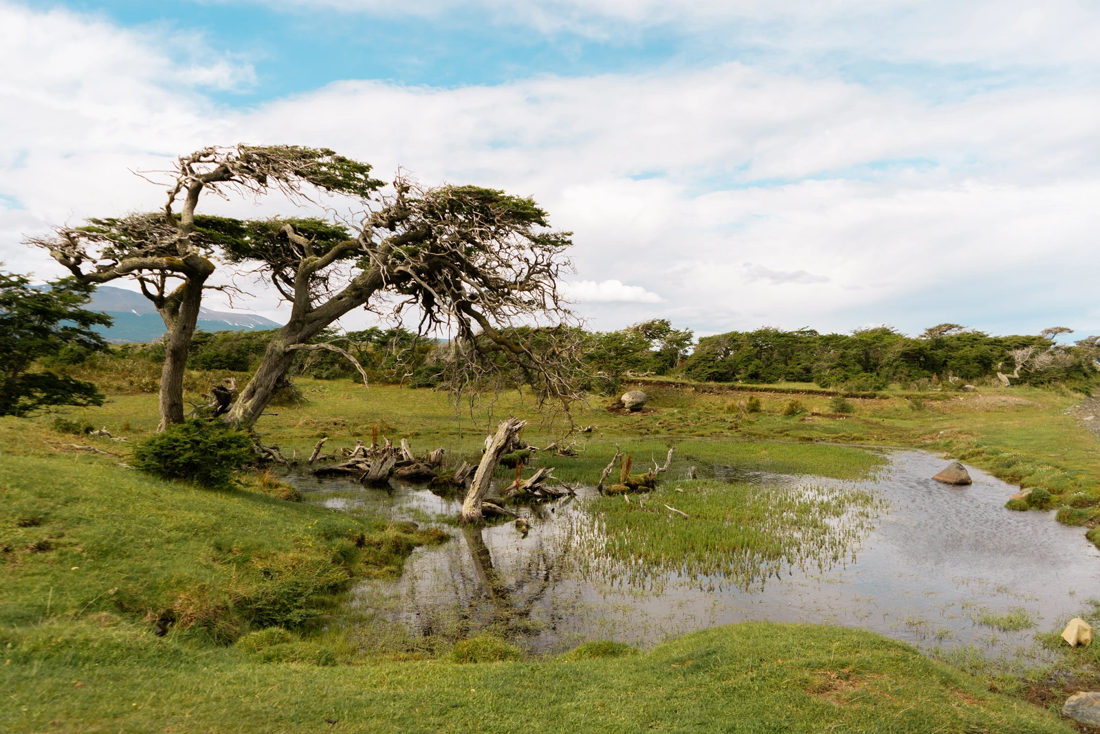 Vegetación baja, árboles y agua en un humedal de Tierra del Fuego